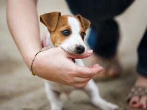 animal bite