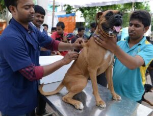 rabies vaccine dog