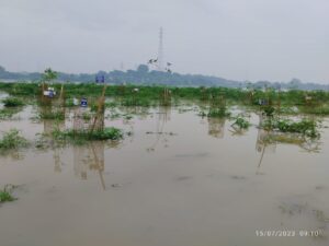 plantation-in-yamuna-submerged-underwater