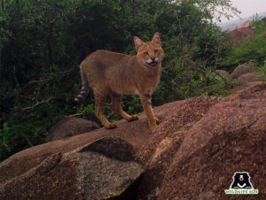 Jungle Cat
