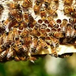 Bees attack farmer couple in Agra, husband dead