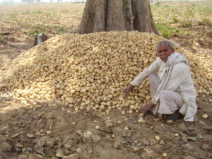 Potato Farmer in Fatehabad area of Agra