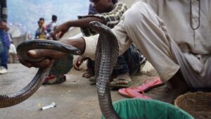 snakebites in uttar pradesh